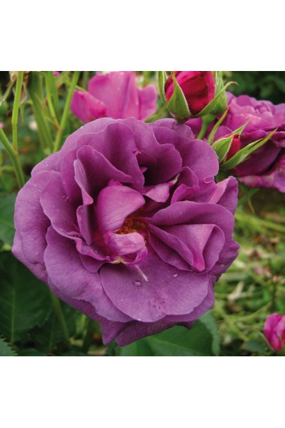 Троянда Мінерва - сорт “синіх троянд”